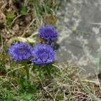 Blue button near Cliffs of Moher, Ireland.