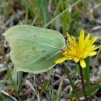 Common brimstone in Ireland.