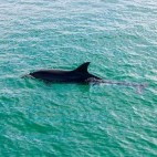 Dolphin