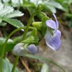 Fen violet in The Burren, Ireland.