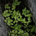 Maidenhair fern in Ireland.