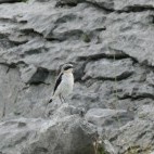 Northern wheatear in Ireland.