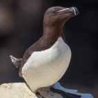 Razorbill