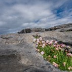 Flowers growing between rocks on cliffs in Doonlins Bay, The Burren in Ireland
