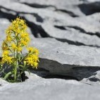Goldenrod growing between limestone pavement on The Burren, Ireland