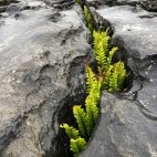 Plants growing through cracks in bedrock at The Burren, Ireland