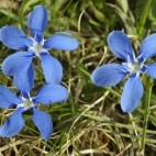 Spring gentian in The Burren, Ireland