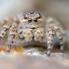Jumping spider in Slovenia.