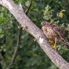 Juvenile Northern goshawk