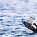 King eider duck