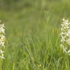 Lesser butterfly orchid
