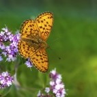 Lesser marbled fritillary