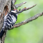 Lesser spotted woodpecker