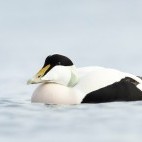 Male common eider