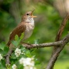 Male common nightingale