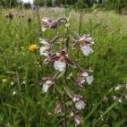 Marsh helleborine