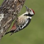 Middle spotted woodpecker