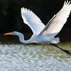 Great egret