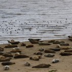 Common seal in the Netherlands.