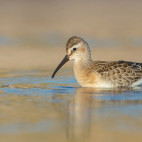 Curlew sandpiper in the Netherlands