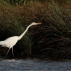 Great egret in the Netherlands