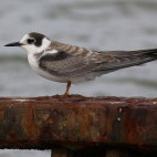 Black tern in the Netherlands.