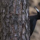 Black woodpecker in Holland.