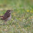 Bluethroat in the Netherlands.