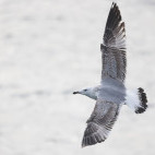 Caspian gull in the Netherlands.