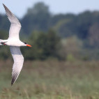 Caspian tern in the Netherlands.