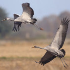 Common crane in Holland.