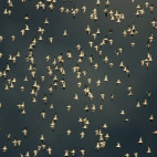 Dunlin flock in Holland.