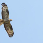 Honey buzzard in the Netherlands.