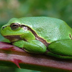 European tree frog in the Netherlands.