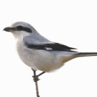 Great grey shrike in Holland.