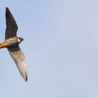 Hobby in the Netherlands.