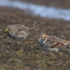 Lapland bunting in Holland.