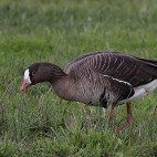Lesser white-fronted goose in Holland.