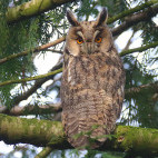 Long-eared owl in Holland.