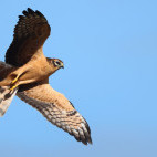 Montagu's harrier in the Netherlands.