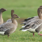 Pink-footed geese in Holland.