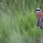 Red-backed shrike in the Netherlands.