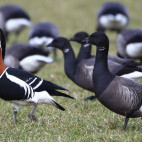 Red-breasted and brent geese in Holland.