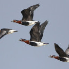 Red-breasted geese in Holland.