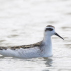 Red-necked pharalope in the Netherlands.