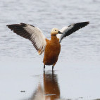 Ruddy shelduck in the Netherlands.