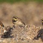 Shorelark in Holland.