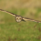 Short-eared owl in Holland.