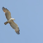 Short-toed eagle in the Netherlands.