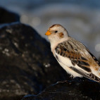 Snow bunting in Holland.